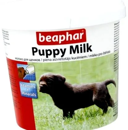puppy