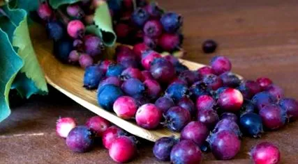 alaska fructe
