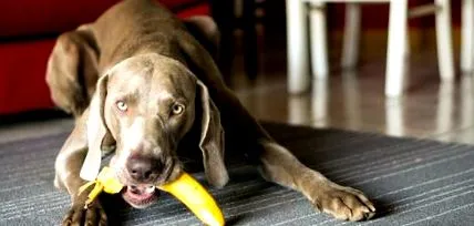 banana delicată