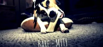 câine barf