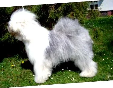 „grizzly” albastru