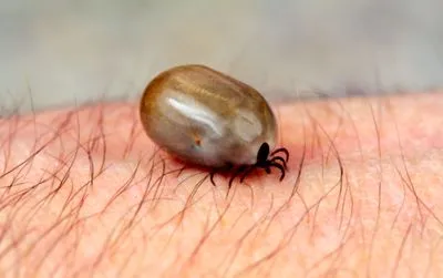 lyme