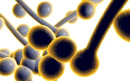 candida