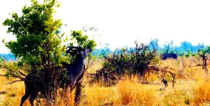botswana
