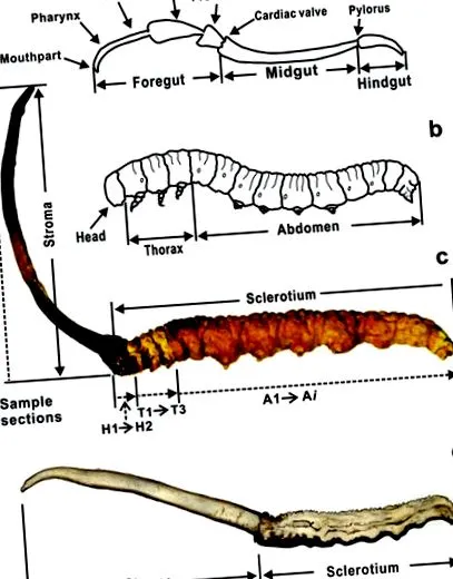 adăuga Reishi