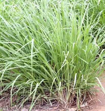 lemongrass