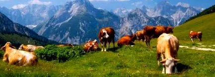nutrițional colostrum