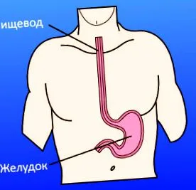 esofagian