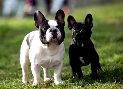 buldog
