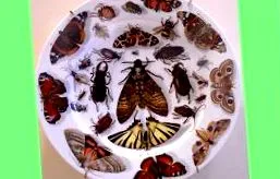 farfurie insecte