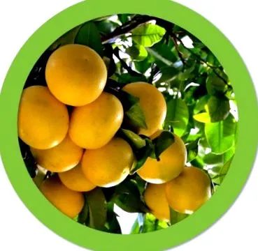 extract grapefruit