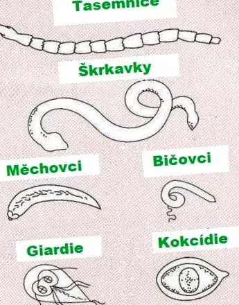англиски