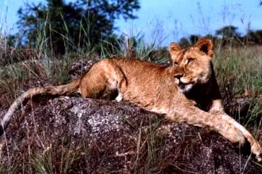 oroszlán Panthera