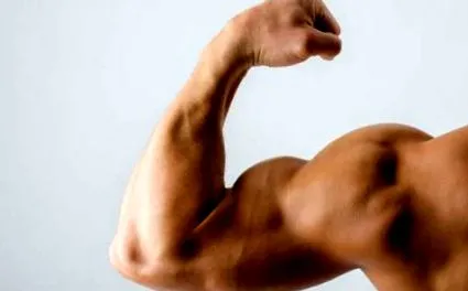 biceps