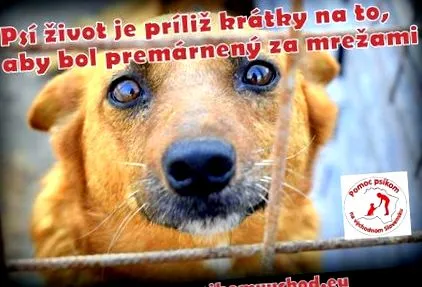 kutya kutya