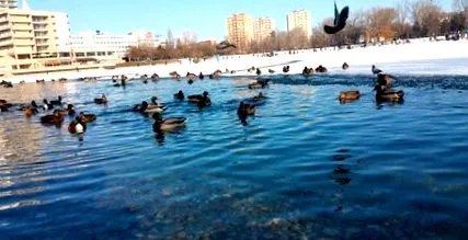 înghețate patinaj
