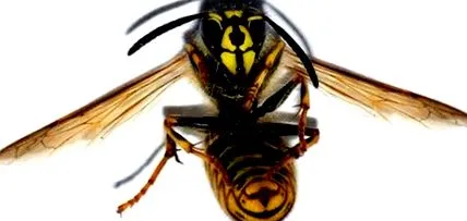 коли бджола