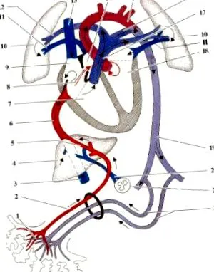 sangelui