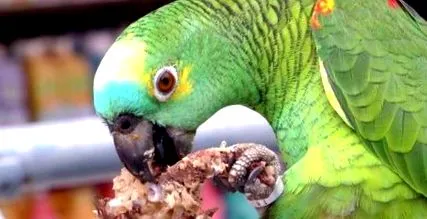 granule compuse