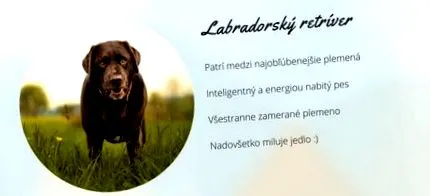 retriever Labrador Retriever