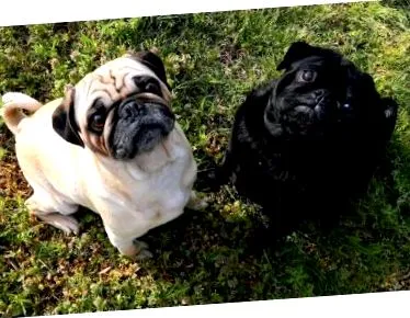 mops