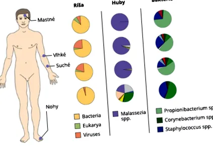 microbiomul importanța