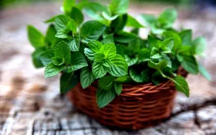 menta
