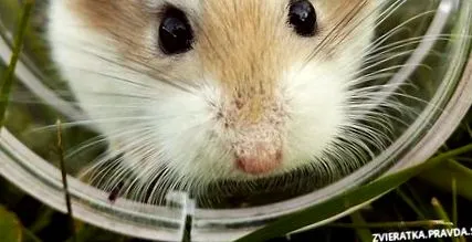 unui hamster