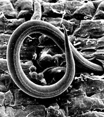 recunoaștem worms