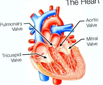 cardiac