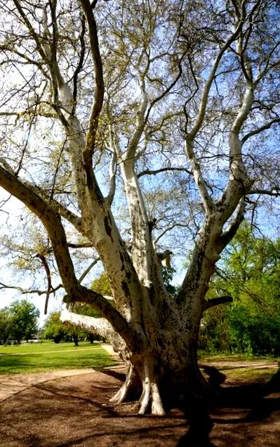 noizz Arborele sănătății