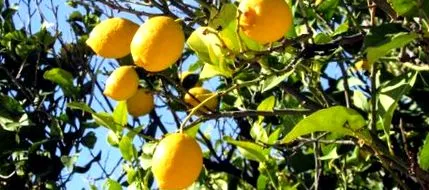 alcalin