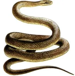 slovacia