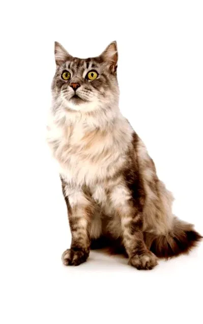 sută