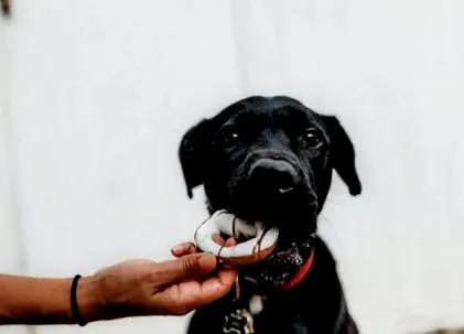 kutya