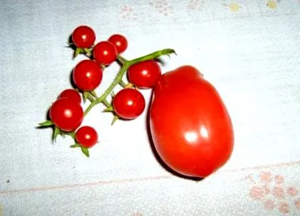 rețetă