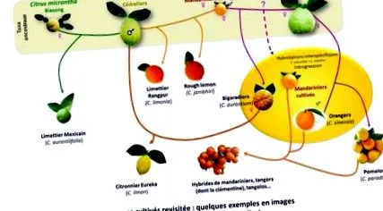 citricele mesei
