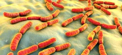bacteriile