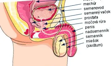 testicular