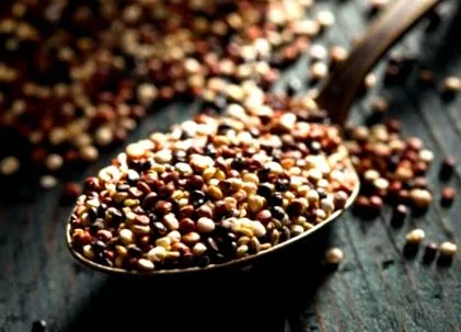quinoa dél-amerikából