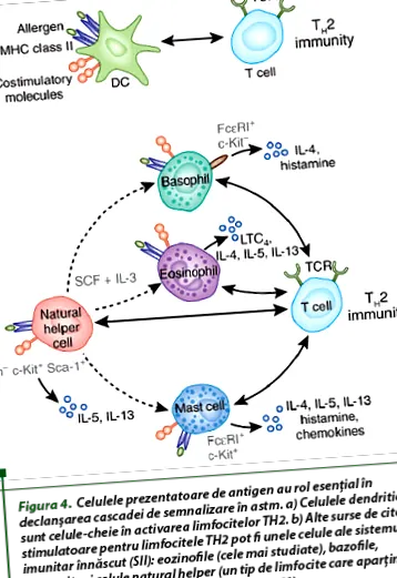 immunrendszer