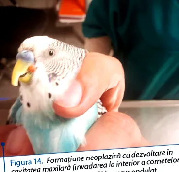 хвороби