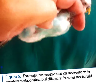 аспекти
