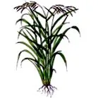 oryza