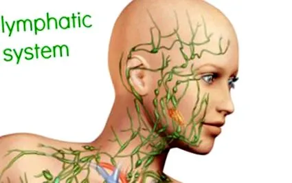 sistemului limfatic