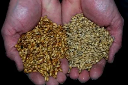 gluten gluten