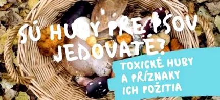 кучета отровно