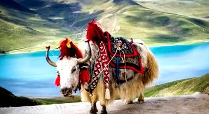 nepal nepal