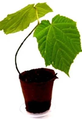 plante plante