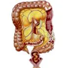 peretele abdominal